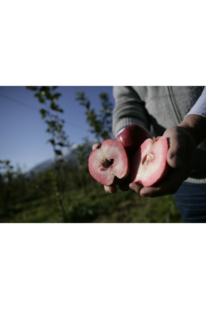 Malus domestica Redlove Odysso 